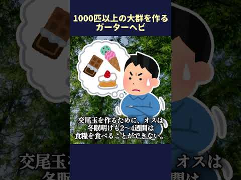 1000匹以上の大群を作る蛇 #shorts  #いきもの #ゆっくり解説