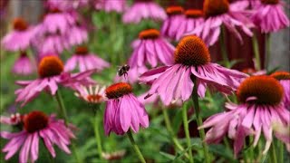 How to Grow Echinacea from Seed