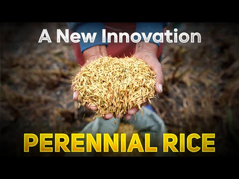 CHINA'S New ‘Rice Crop’: Could It Be the Key to Solving World Hunger?