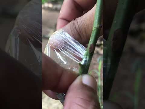 Easy Rose Plant Grafting Simple Step-by-Step Guide for Beginners EP046#roseflower #grafting