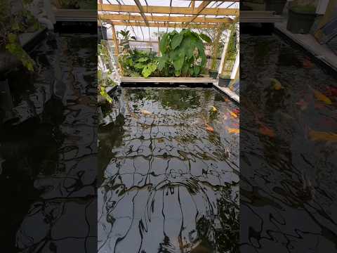 sitting on the dock of our pool #nature #organic #pool #ponds #fish #fishtank #koi