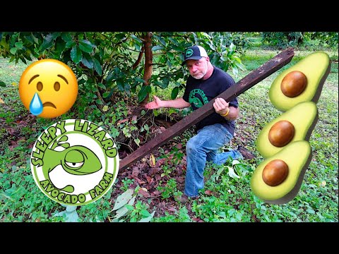 How to stand up your avocado tree after a wind storm