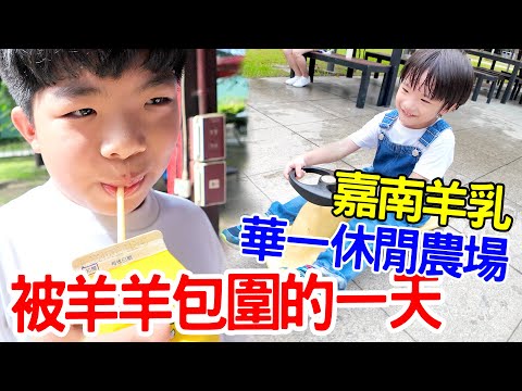 恩安日常Vlog ｜被羊羊包圍的一天  ｜嘉南羊乳｜高雄｜華一休閒農場｜ - 恩恩老師 Ean TV