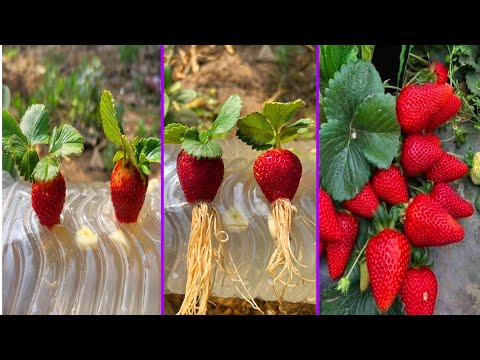 How to grow strawberries in water with garlic | easiest method in the world |