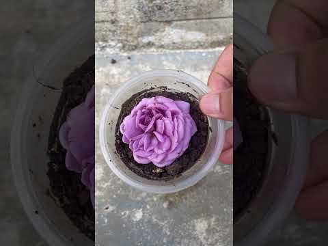 How to grow roses with flowers