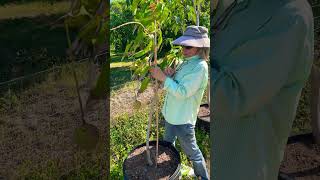 Mango Tree 🥭 needs a stake! #mango #mangotrees #growyourownfood