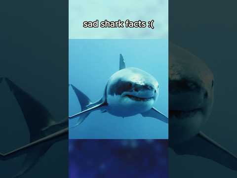 Sad shark facts #gaming #funny #shorts