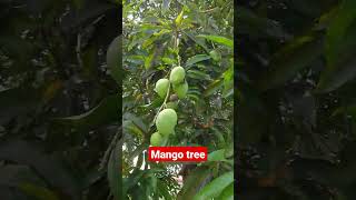 Mango Tree in Philippines #mangotrees #shorts