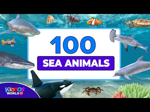 100 Sea Animals Collection - Learning Aquatic Animals Names and Videos