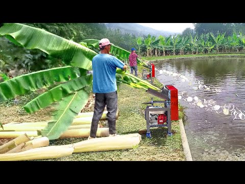 Cheapest Solution They Found to Feed Millions of Fish in Massive Pond