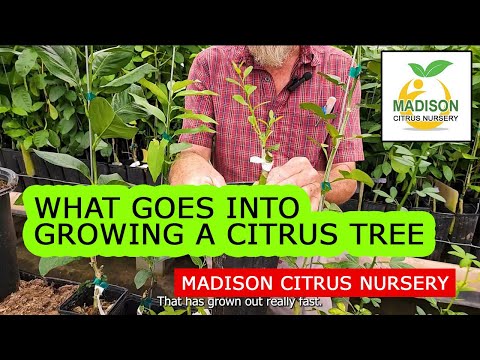 What Goes Into Growing a Madison Citrus Nursery One & Three Gallon Tree