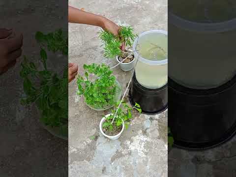 [[Automatic tub and plant watering system]] #shots