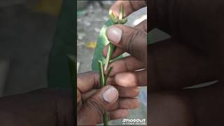 mango grafting📲 8167505276 #trending #grafting #shortvideo #vairalvideo #mango