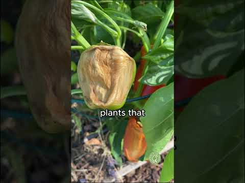 Protect Your Plants With SHADE