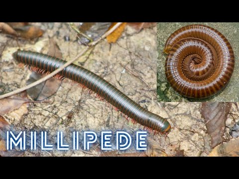 Millipede walking with thousand of legs