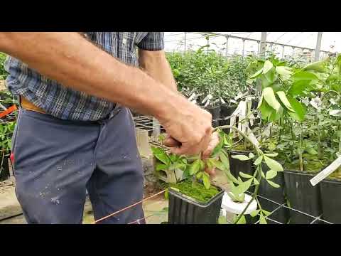 Simple Citrus Grafting Technique by Madison Citrus Nursery