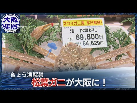 【松葉ガニ解禁！】冬の味覚が入荷 兵庫県豊岡市から