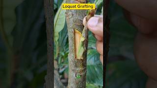 How to Grafting loquat fruit #satisfying #graftingtechniques