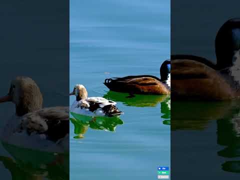 Ducks swimming in beautiful natural scenery #duck #ducklife #ducks