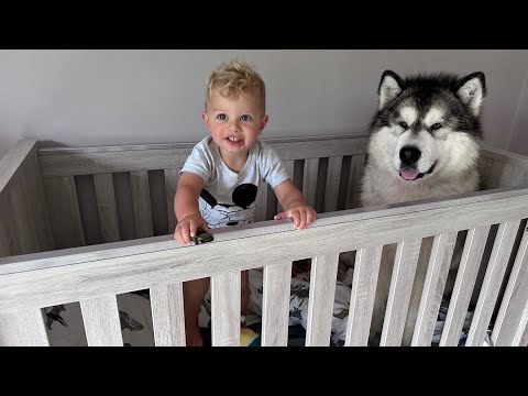 Giant Husky Wont Leave Babies Bed They Are So Cute Together