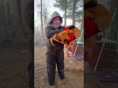 Rooster Loses His Cool When Dad Sets Him On Ground