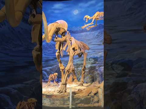 The biggest mammoth skeleton of North America, Canada,Dinosaurs. Maybe he is Manny, Do you know him?