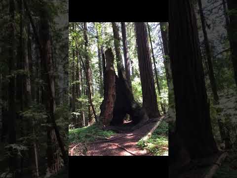 Henry Cowell Redwoods State Park #shorts #redwoods #tree #trees #california #travel #rv #statepark