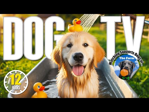 12 Hours Calming Music to Soothe Dog's Anxiety | Boredom Busting Dog Videos with Relaxing Music