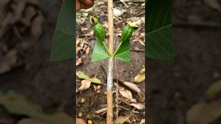 Unique skill How to Grafting Guava Tree From Cutting #shorts #youtubeshorts #guavagrafting #plants