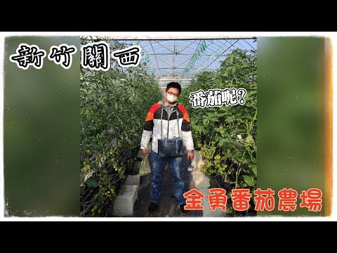 【北部溜達#3】體驗風之都新竹的海風後，來到關西採番茄囉!｜賞蟹步道｜｜賞蟹步道｜金勇番茄