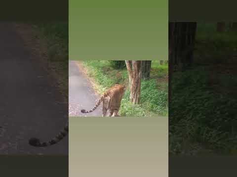 Tiger Life Banergatta National park & Safari#tiger #jungle #trending #travel #viralvideo #shorts