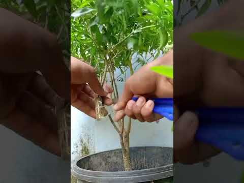 Make seedlings from tree branches with water.