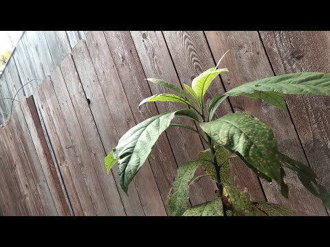 Live Grafting Avocado Trees