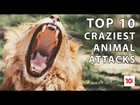 Top 10 CRAZIEST ANIMAL FIGHTS caught on tape! 2019 !!!!  (SHOCKING FOOTAGE)