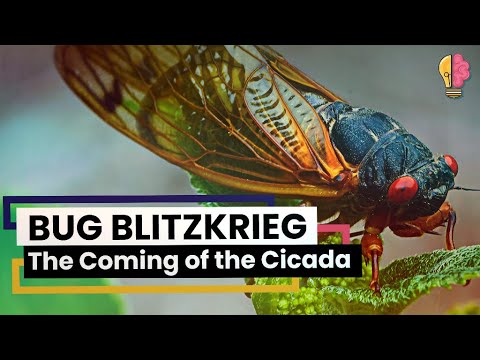 Bug Blitzkrieg: The Coming of the Cicada