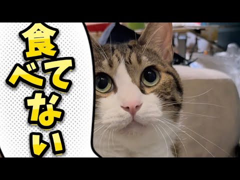 お腹の空いた球太#cats#short#球太