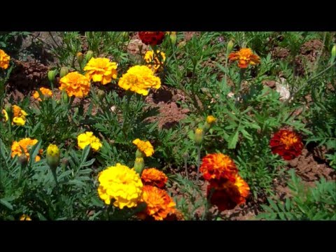 How to Grow Marigolds from Seed