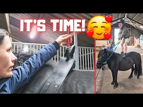 The foal is coming! Time for the birth alarm! Big Coralle news!🍀🍀🍀| Friesian Horses