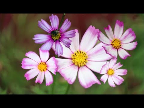 How to Grow Cosmos from Seeds