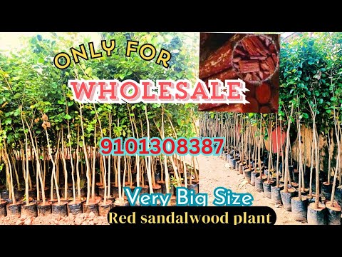 red sandalwood plantation || red sandalwood farming #redsandalwood