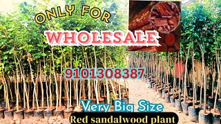 red sandalwood plantation || red sandalwood farming #redsandalwood