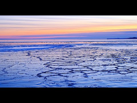 Amazing Nature I: Birds & Ice on the Winter Sea of Denmark, 4K original content