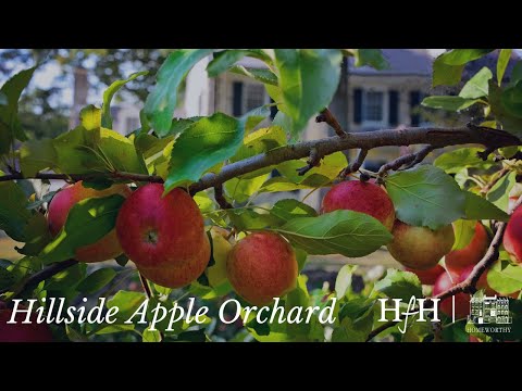 Apple Orchard Tour & Stories | At Home with Ruth McKeaney | A Series with Homeworthy