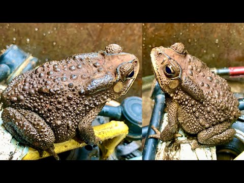 Toad video trying to jump out.