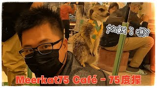 【北部溜達#1】吃完超讚披薩後與小狐蒙零距離互動｜Meerkat75 Café - 75度獴｜蘇阿姨比薩屋｜大溪南興落羽松｜桃園多肉市集