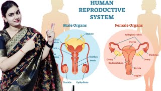 SCIENCE 10000 HUMAN REPRODUCTION SYSTEM BY ARTI M || BPSC67 || UPSI || FSSI|| UPSI || UPCONSTABLE