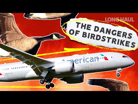 The Dangers of Birdstrikes in Aviation