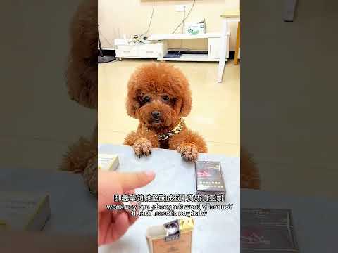 This Clever Teddy Bear Pet is More Than Meets the Eye! #GeniusTeddies #DogLoversDelight...