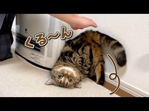 喜びが頂点に達して思わずでんぐり返りしちゃう猫が可愛すぎる！w