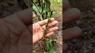 Easy And Simple Method of Grafting Mango Tree at Home #shorts #youtubeshorts #mangografting